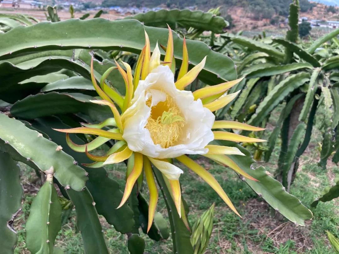 夜仙子"的美称因夕开朝谢火龙果花与昙花极为相似格外娇艳成千上万朵